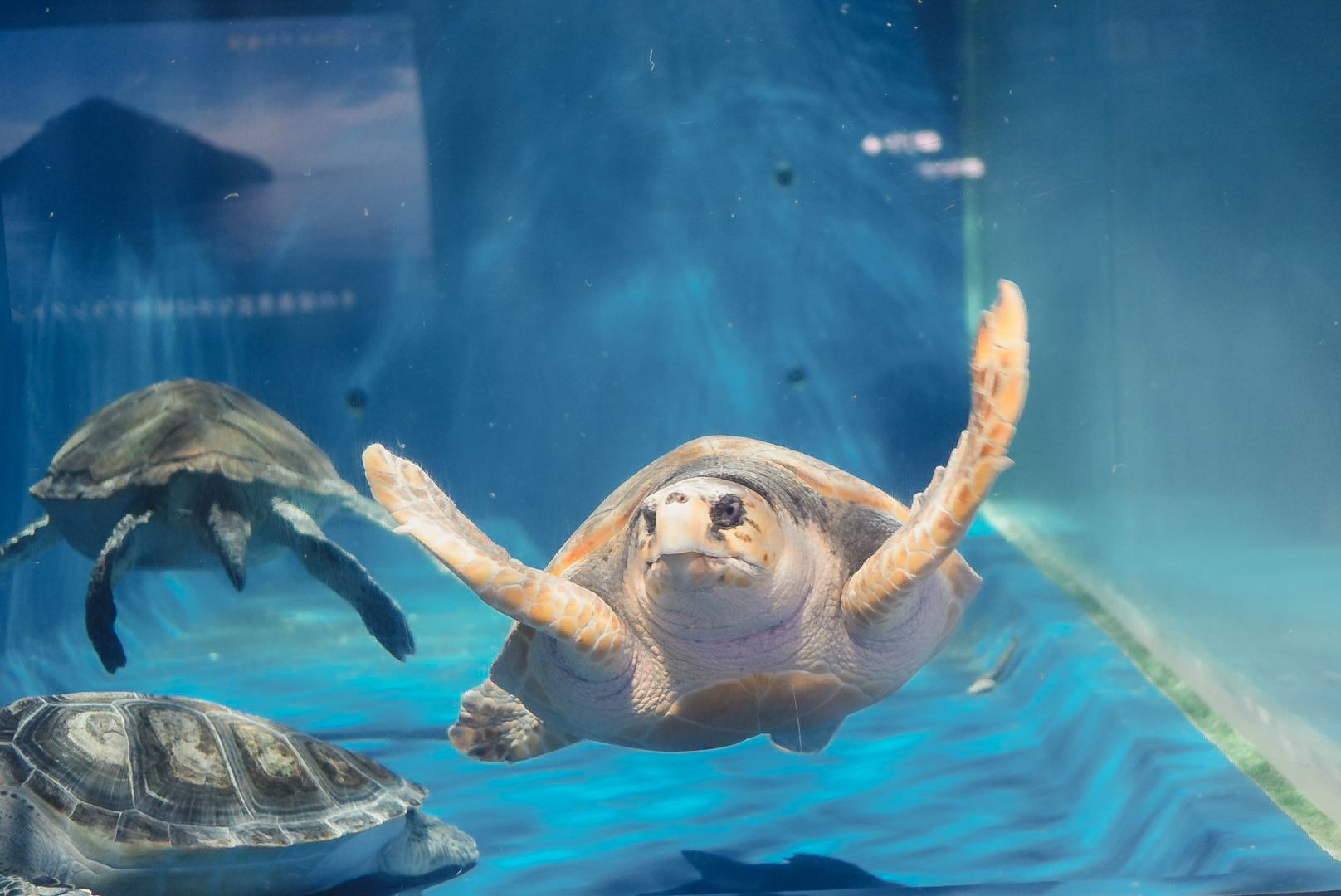 【キュンパス】子鉄と行く！青森県浅虫水族館と日帰り温泉を楽しむ日帰り旅のスケジュール