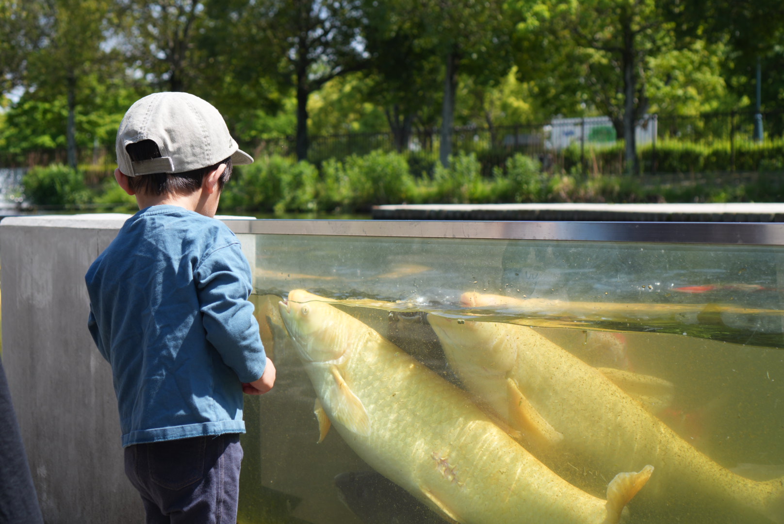 【埼玉県羽生市】2歳息子と「さいたま水族館」へ！淡水魚とふれあえる癒しの水族館