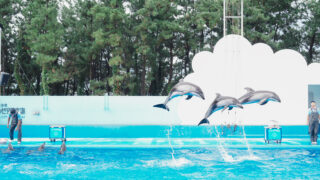 【新潟県新潟市】子連れにぴったり!新潟市水族館マリンピア日本海で海の世界を満喫