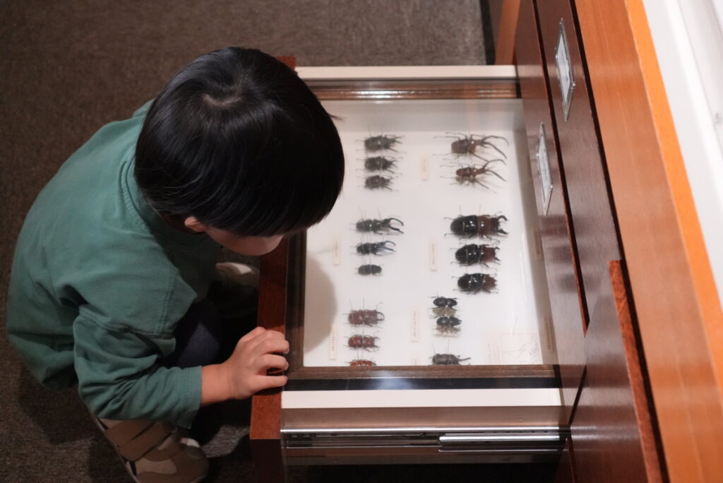 栃木県立博物館の自然コーナーの引き出し
