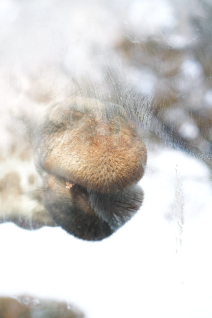 多摩動物公園のキリン