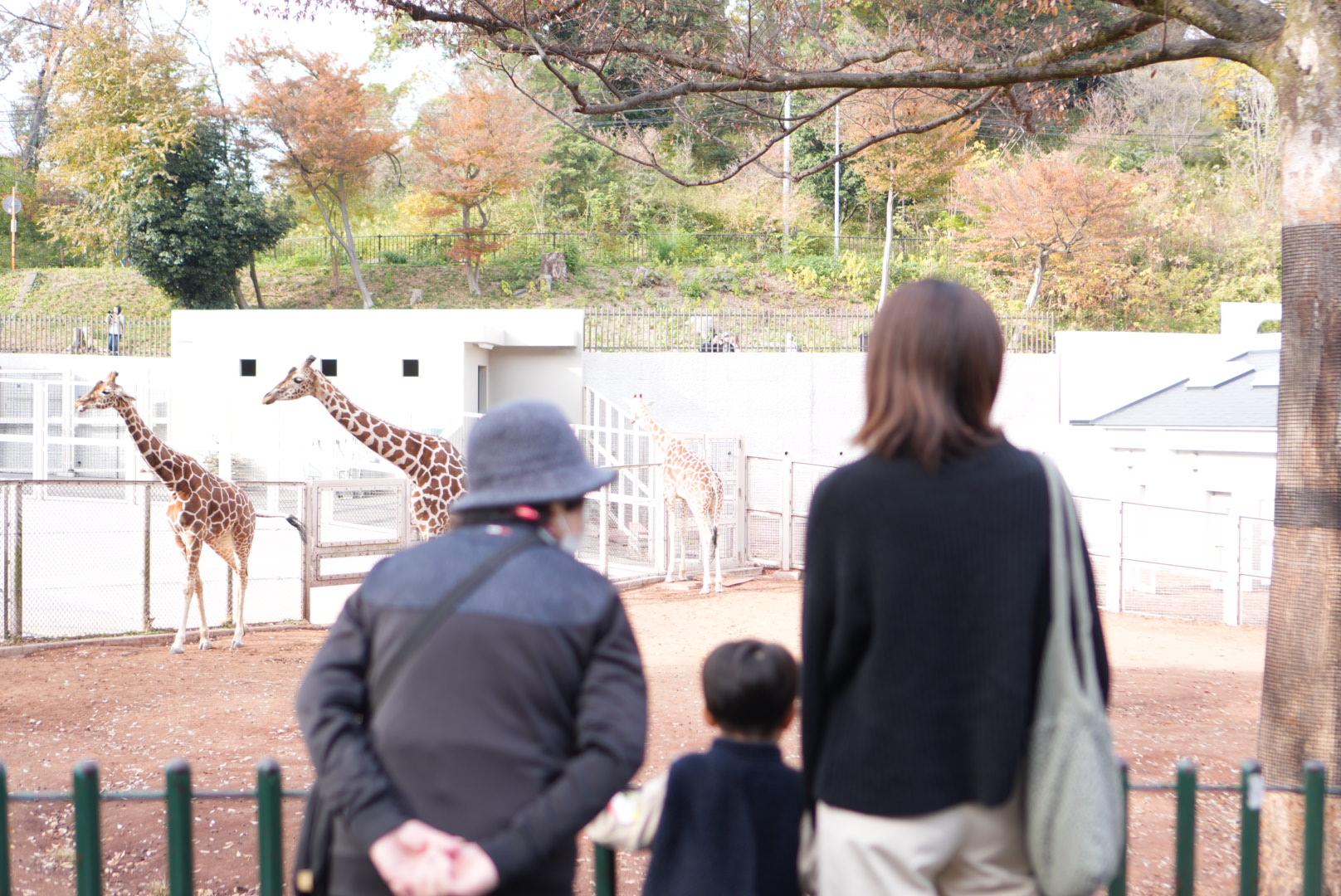 【東京都多摩】3歳子連れで多摩動物公園レポ｜コアラ・アフリカ園・シャトルバスの利用攻略まで