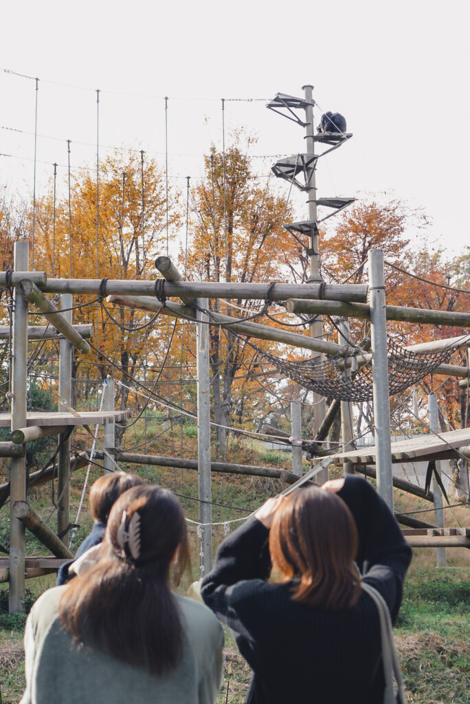 多摩動物公園のチンパンジー