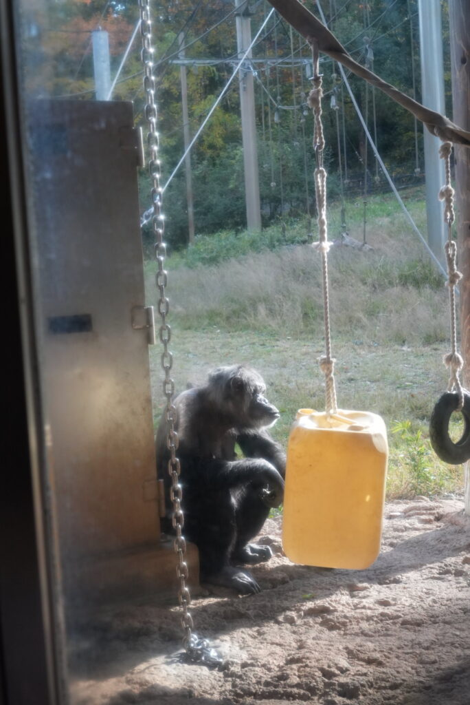 多摩動物公園のチンパンジー