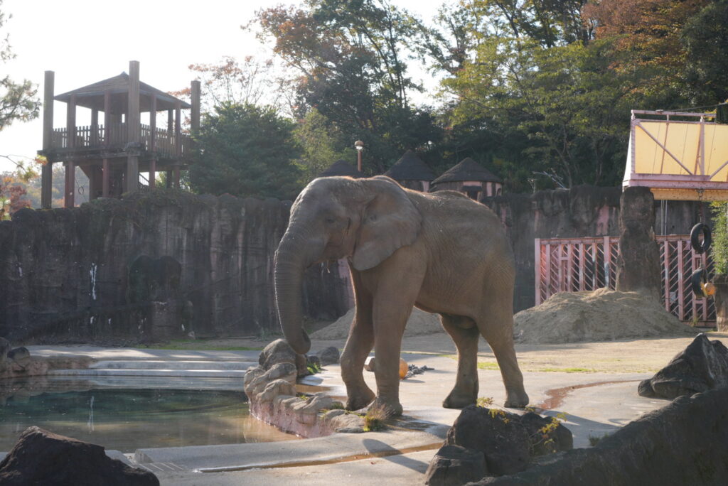 多摩動物公園のアフリカゾウ