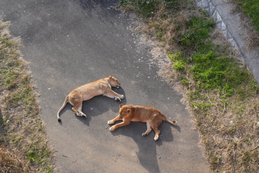 多摩動物公園のライオン
