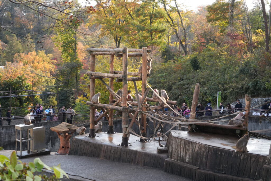 多摩動物公園のニホンザル