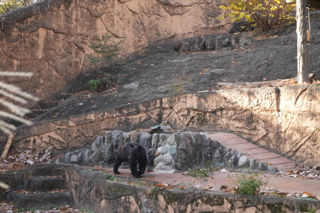 多摩動物公園のツキノワグマ