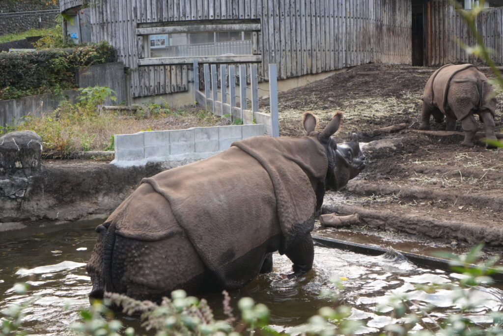 多摩動物公園のインドサイ