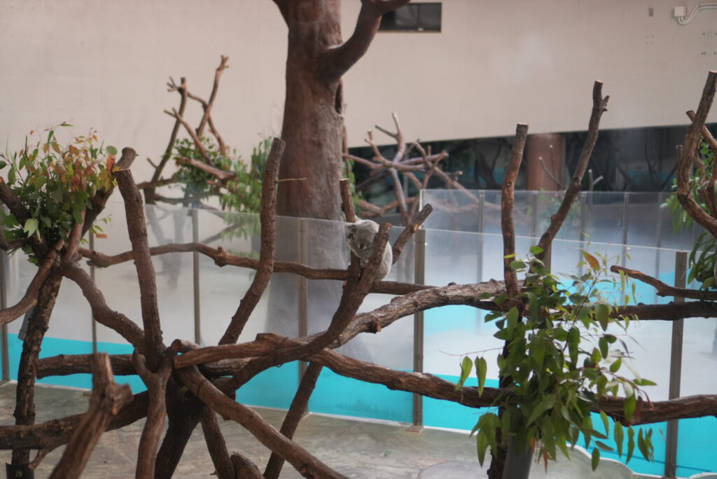 多摩動物公園のコアラ