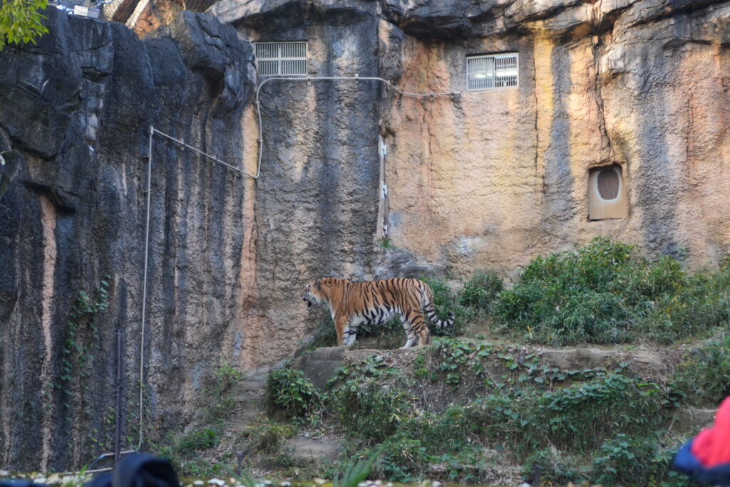 多摩動物公園のトラ