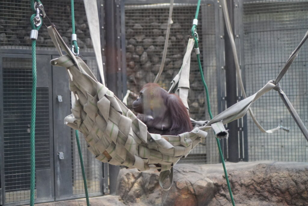 多摩動物公園のオラウータン