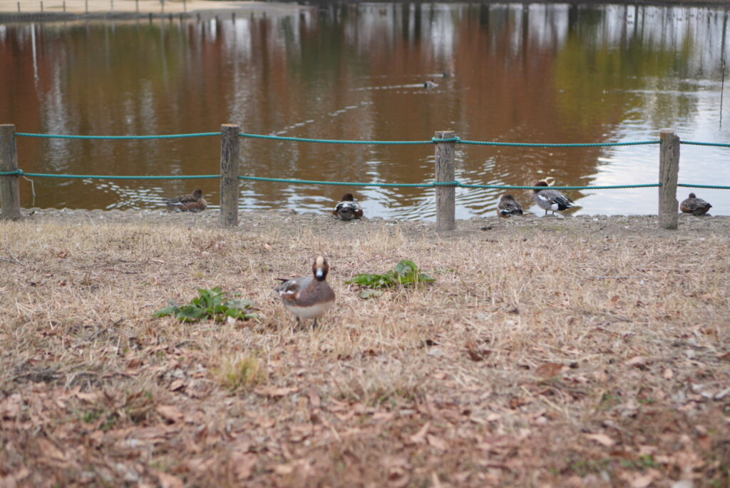 小山運動公園のカモ